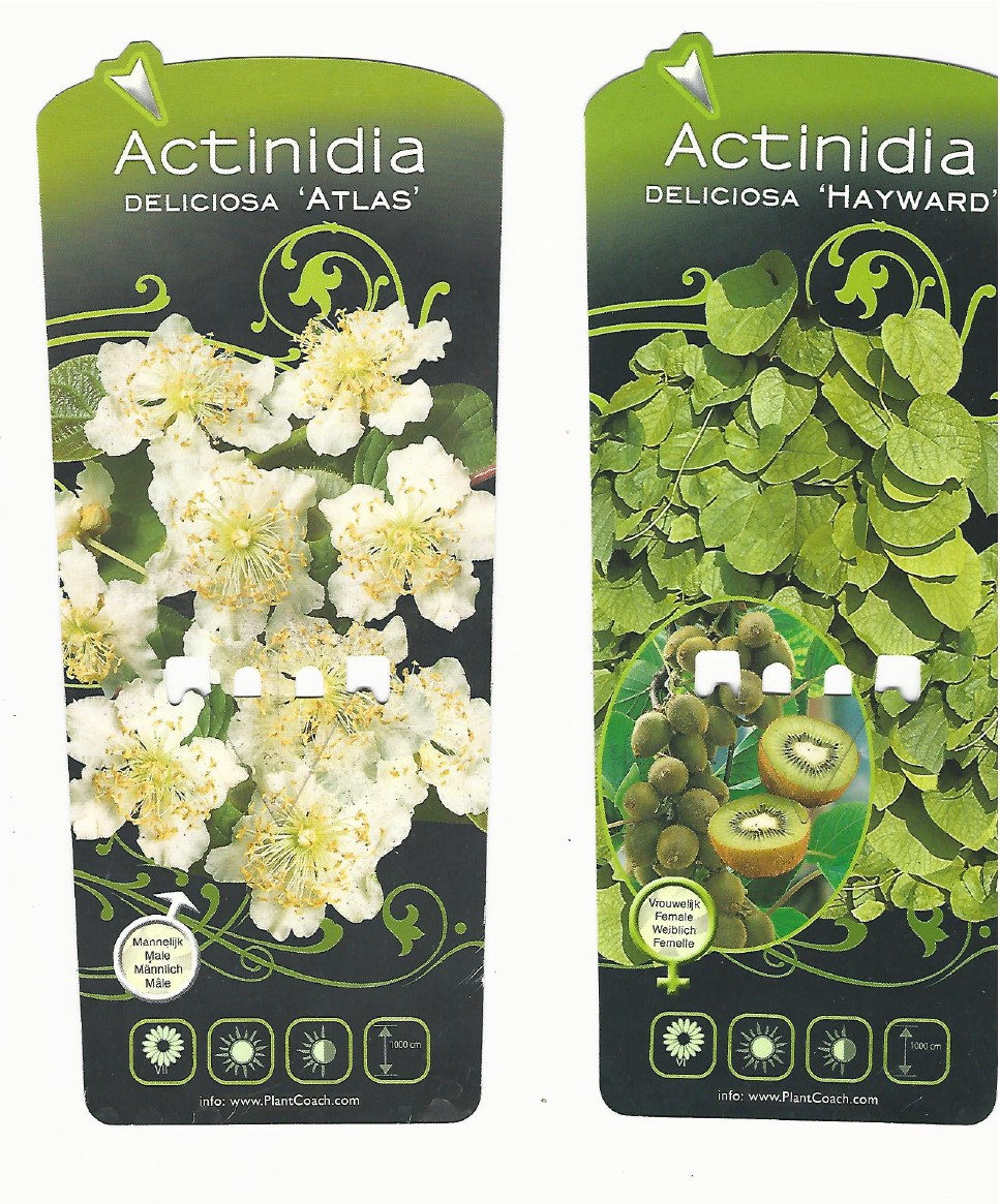 Actinidia (kiwi) male et femelle 0001.jpg